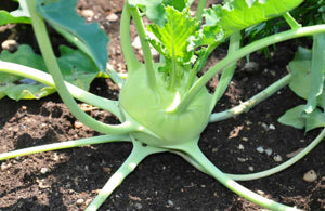 Heirloom Non-GMO White Kohlrabi Vegetable Seeds for Home Garden Planting