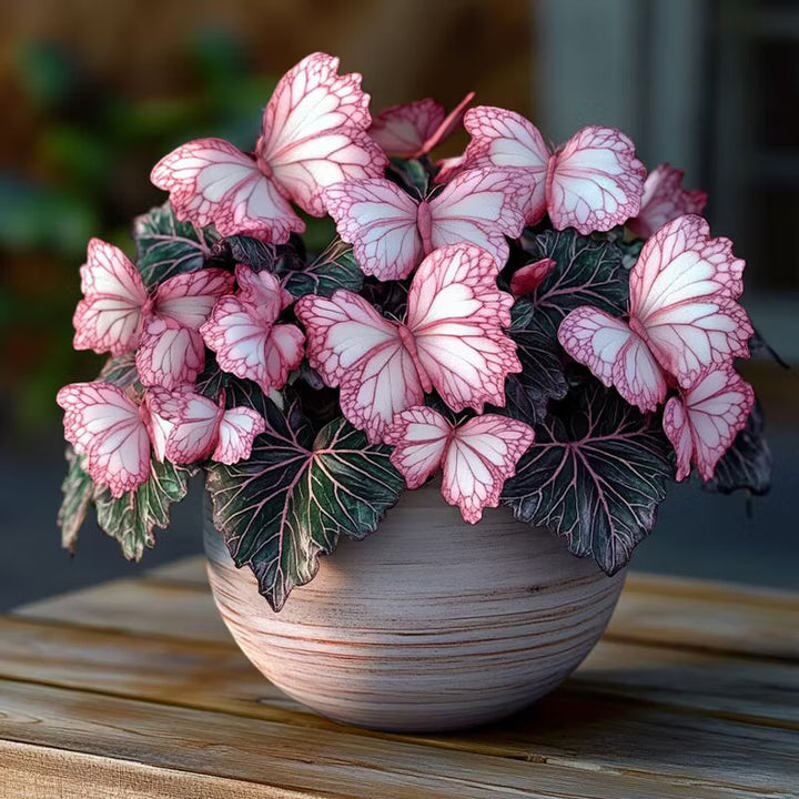 Moonlight Butterfly Begonia Pink/White Seeds – Heirloom Non-GMO, Organic Garden Seeds