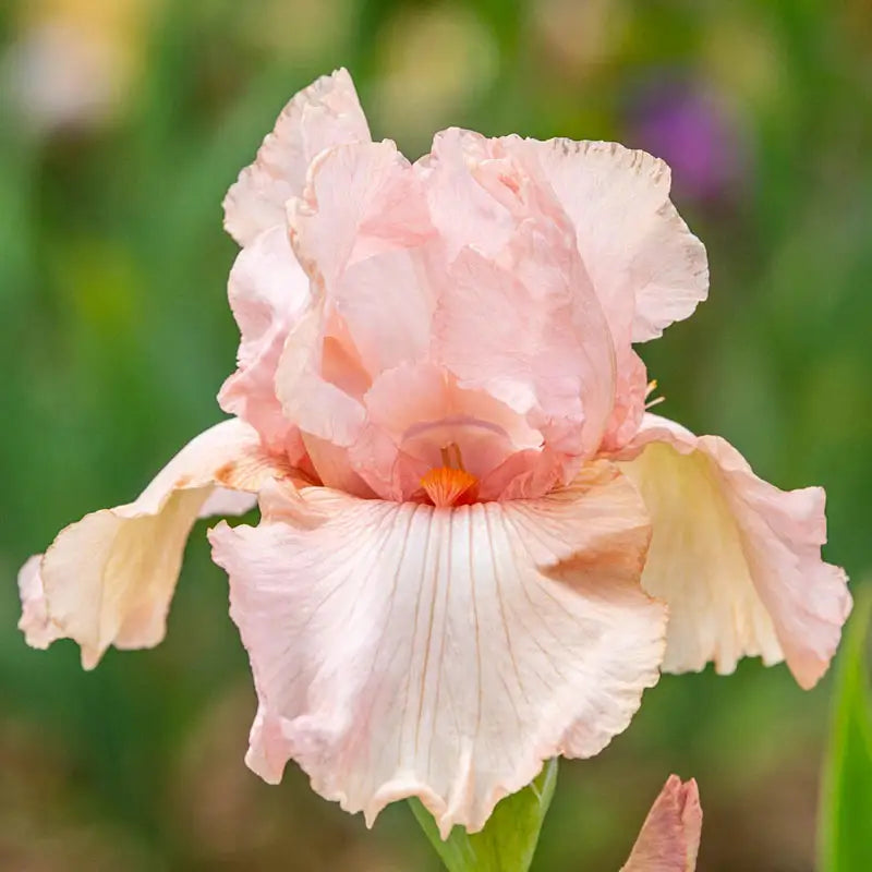 Pink Hvid Germanica Blomsterfrø til udplantning - 100 stk