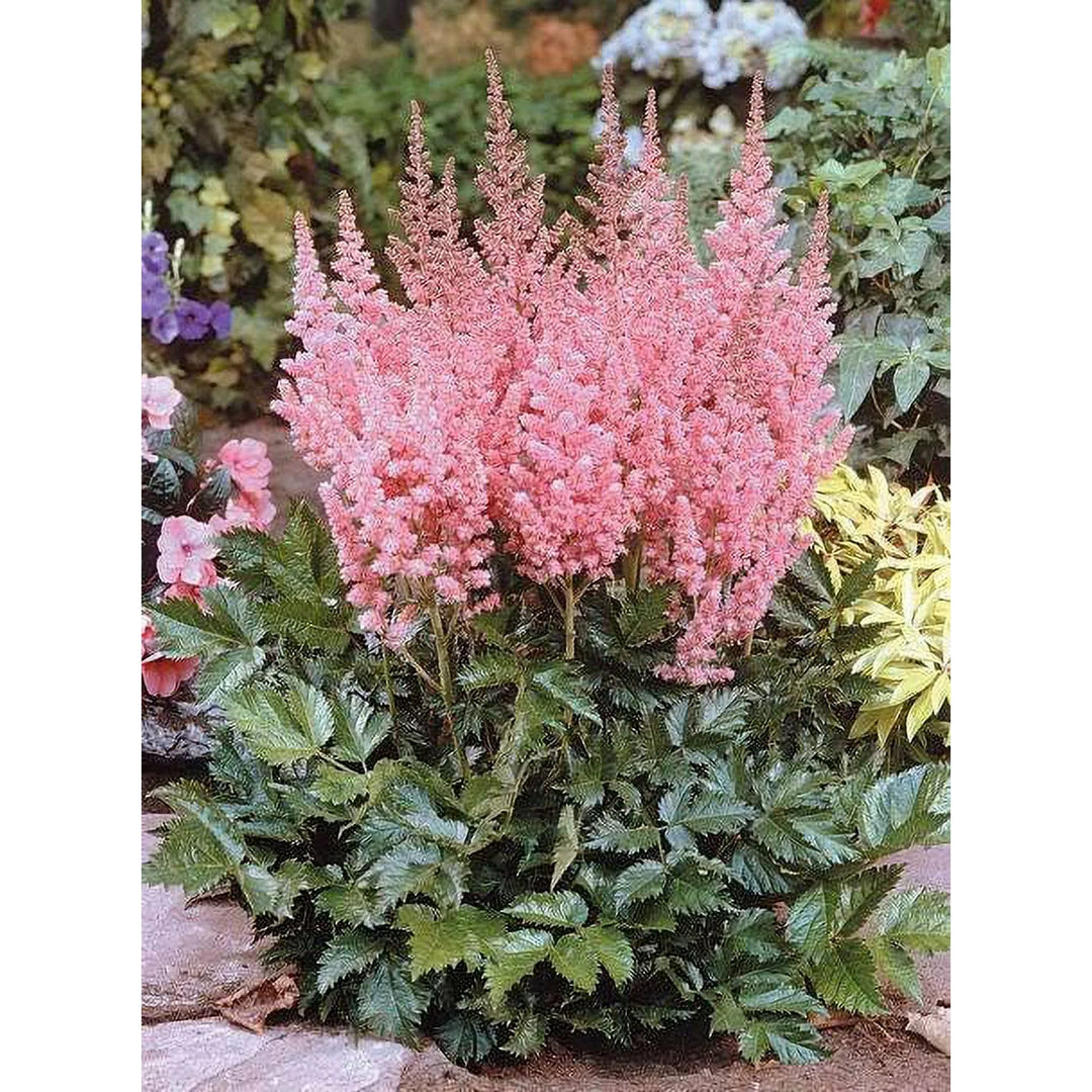 Astilbe Flower Seeds for Planting - Baby Pink 100 pcs