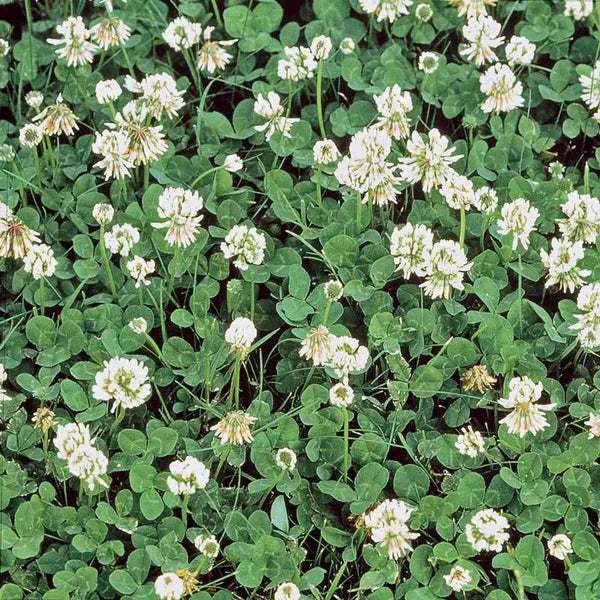 Heirloom Non-GMO Clover Flower Seeds for Planting – Vibrant Pollinator-Friendly Garden Blooms