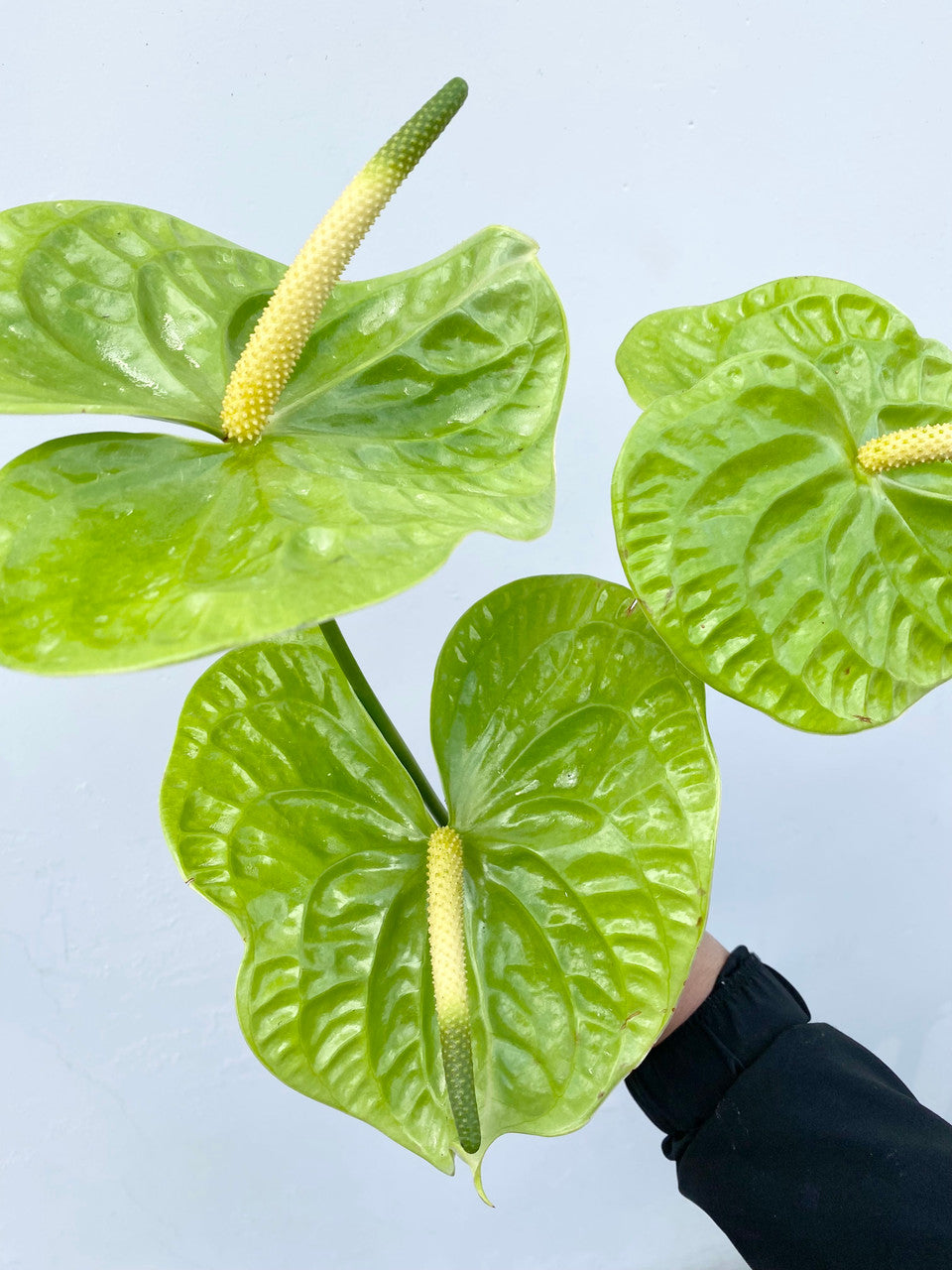 Friske Anthurium Blomsterfrø til Plantning, Grønne 100 stk