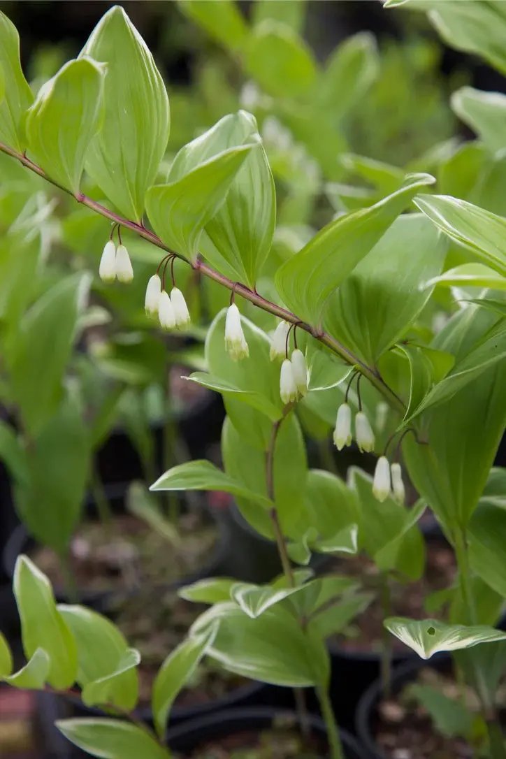 white polygonatum flower seeds