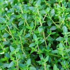 Greek Oregano Seeds for Planting – Heirloom, Non-GMO Culinary Herb for Mediterranean Flavor and Herb Gardens