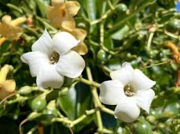 Pua Kenikeni Perfume Flower Seeds for Planting – Heirloom, Non-GMO, High Germination Fragrant Tropical Garden Seeds