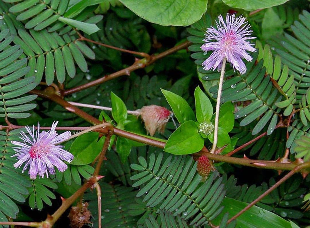 mixed schrankia flower seeds
