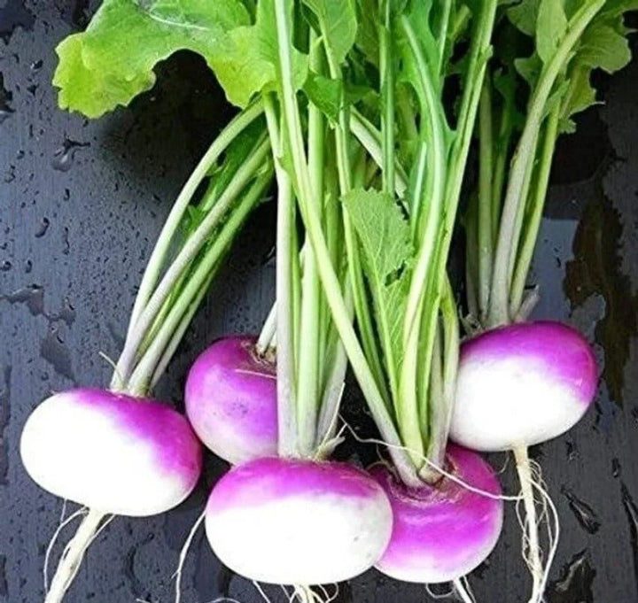 Turnip Purple Top Seeds – Heirloom, Fast-Growing, High Yield Vegetable Seeds for Home Garden