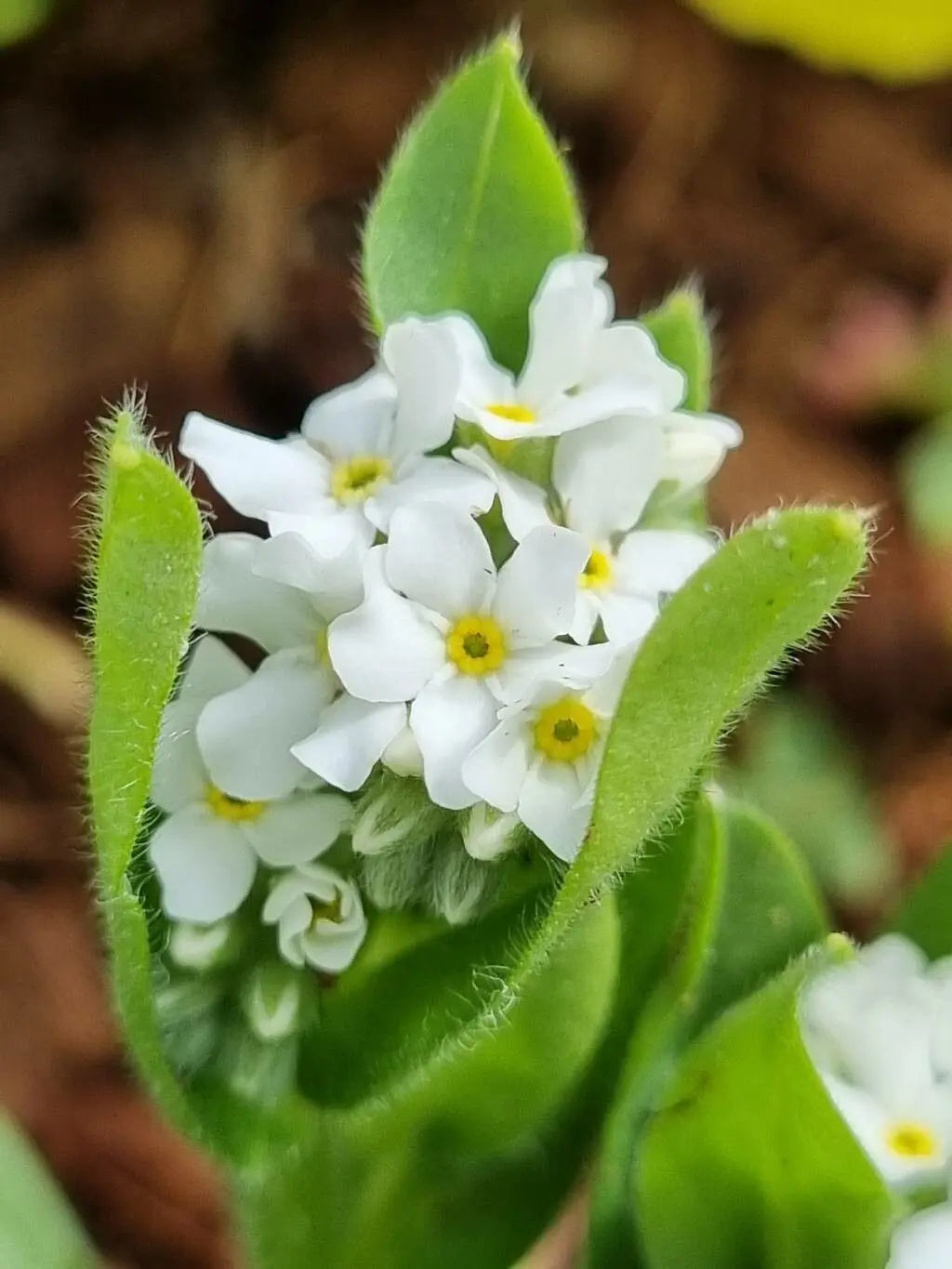 Heirloom Myosotis Alpestris Flower Seeds for Planting – Non-GMO, High Germination, Organic Garden Seeds