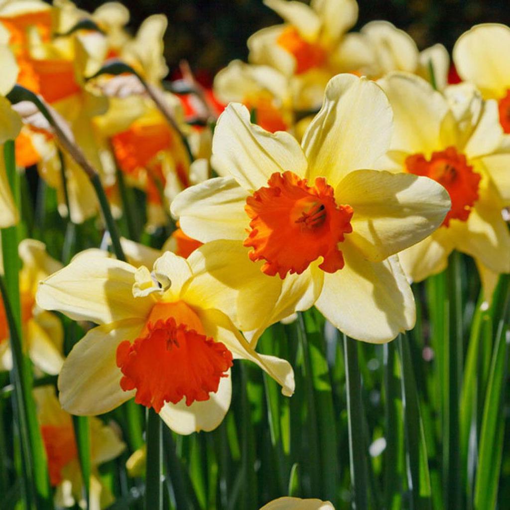 yellow narcissus flower seeds