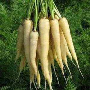 Heirloom Non-GMO White Carrot Vegetable Seeds for Home Garden Planting