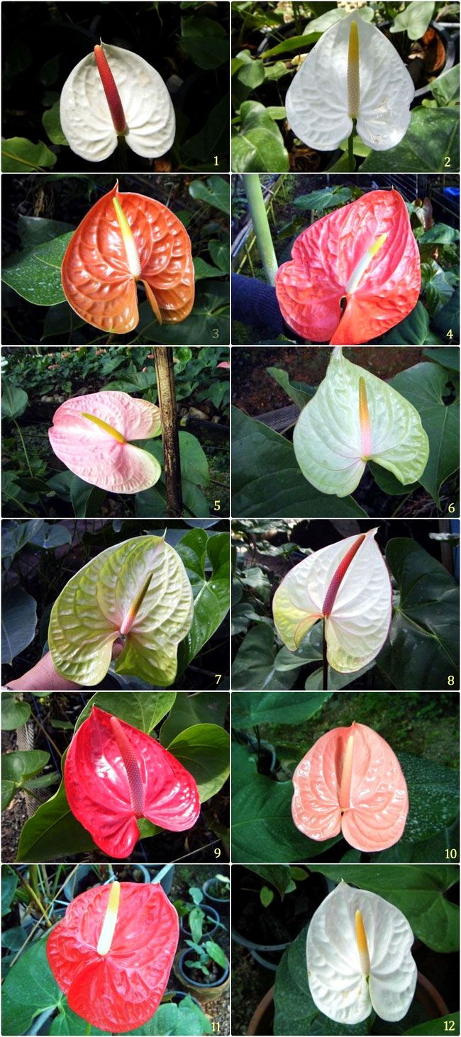 Anthurium blandede farve plantefrø til plantning 100 stk