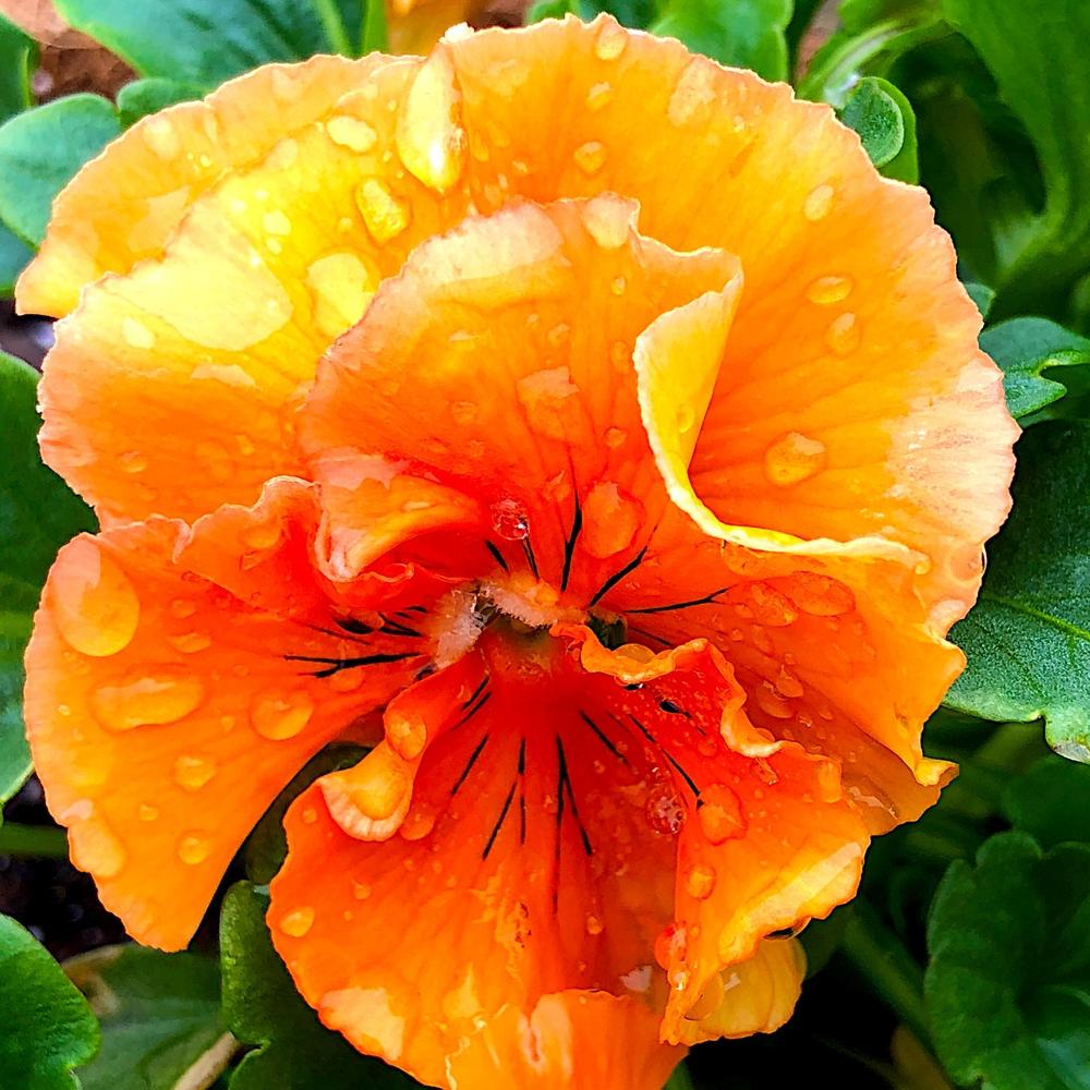 Organic Orange Frizzle Sizzle Flower Seeds for Planting – Heirloom, Non-GMO