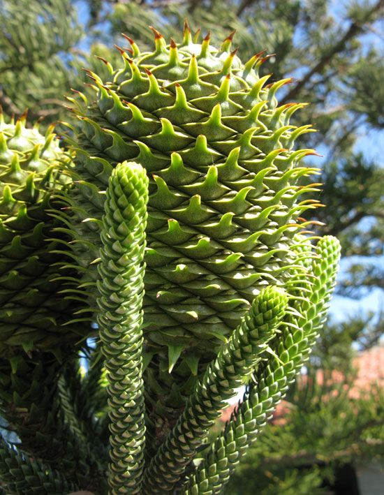 Premium Norfolk Pine Seeds – High Germination Indoor Pine Tree Seeds | Grow Your Own Norfolk Island Pine