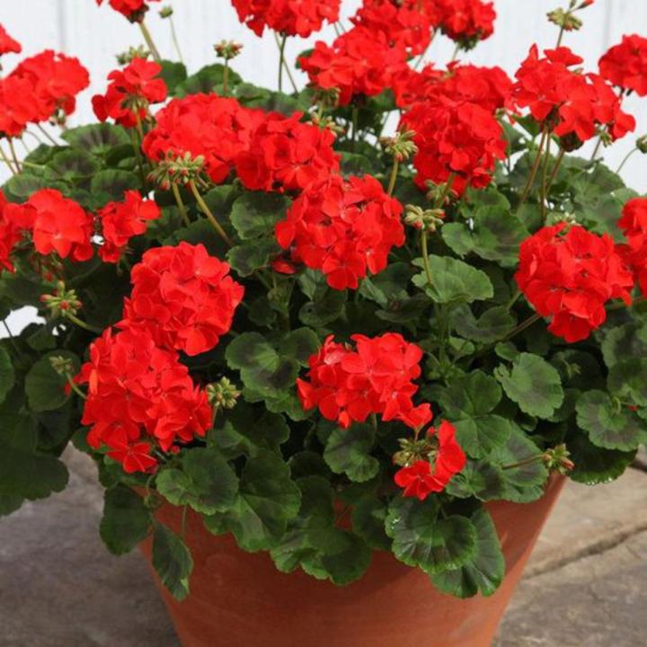 Geranium Flower Seeds for Planting Red 100 pcs