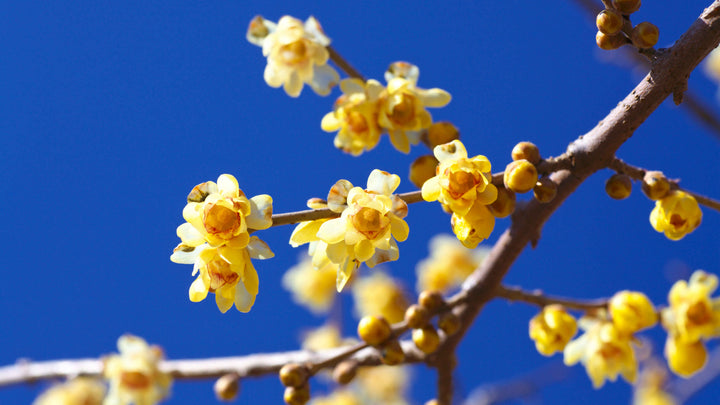 Wintersweet Flower Seeds for Planting - 100 pcs