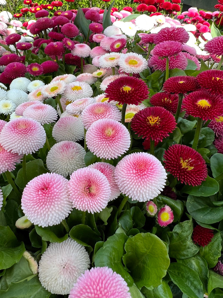 Margarita Roja Blomsterfrø til udplantning - 100 stk