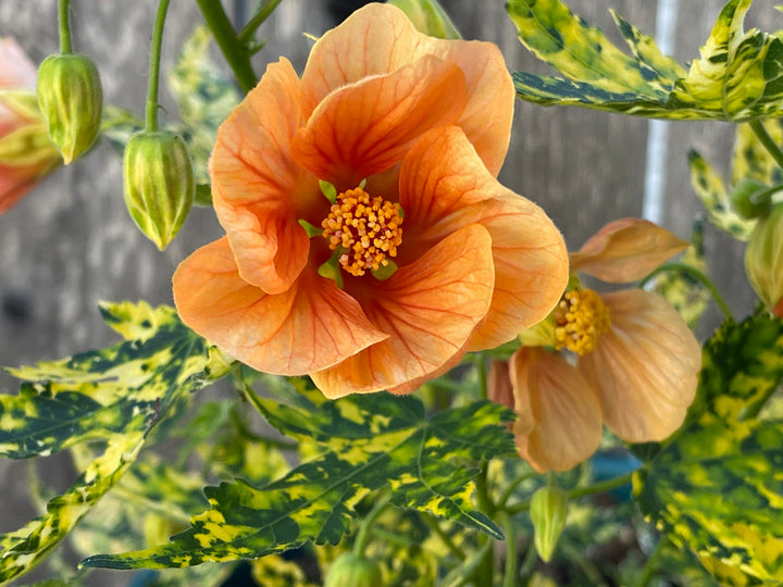 Heirloom Non-GMO Light Orange Abutilon Flower Seeds for Tropical and Decorative Garden Planting