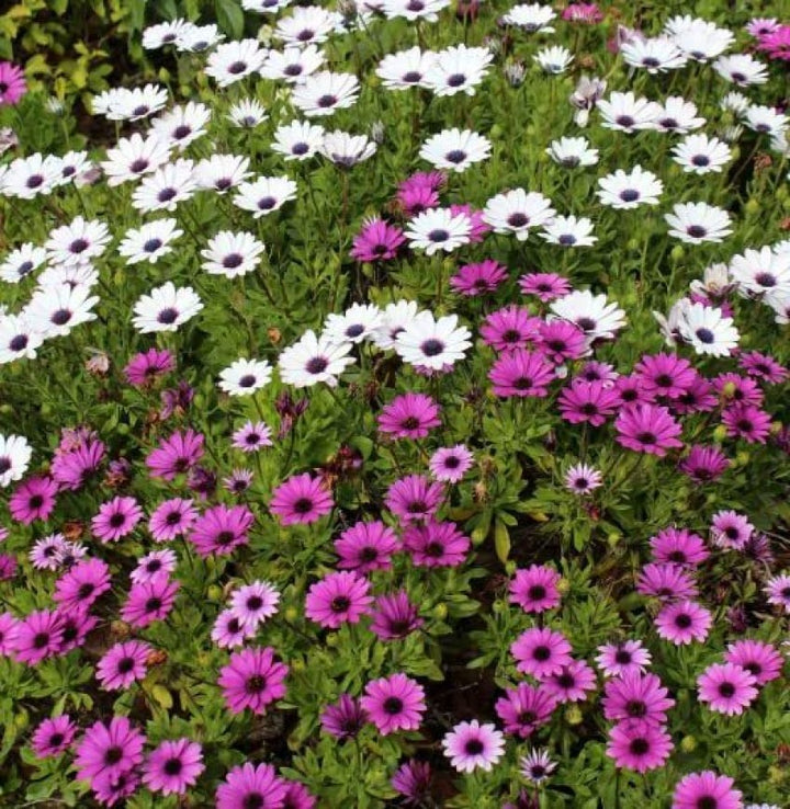 Osteospermum Flower Seeds Mixed Varieties – Heirloom Non-GMO, High Germination Organic Garden Daisy Seeds for Planting