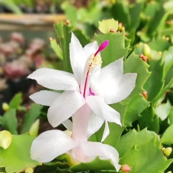 white zygocactus flower seeds