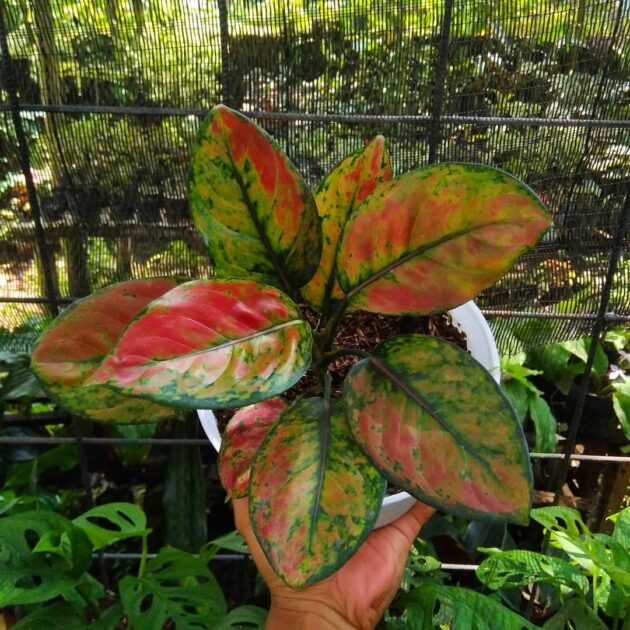 Aglaonema mosaik plantefrø til plantning 100 stk