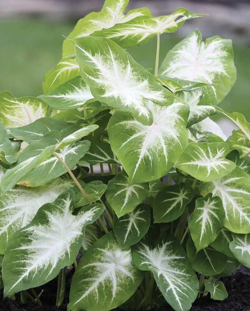 caladium flower seeds Caladium Flower Seeds for Planting – Green Foliage – Heirloom, Non-GMO, High Germination Decorative Garden Seeds