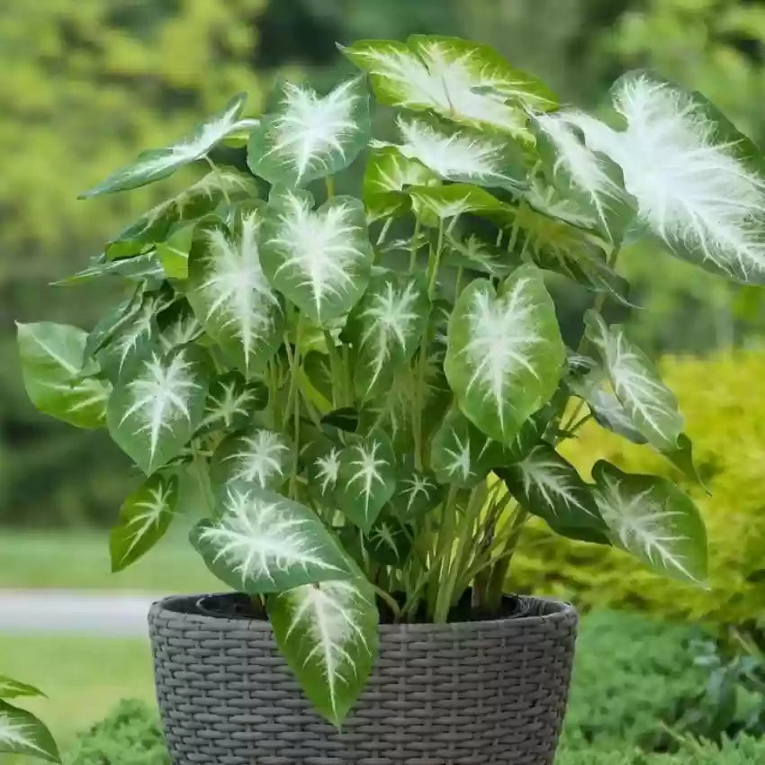 Leaf Caladium Aaron Seeds - Heirloom Non-GMO Seeds for Planting