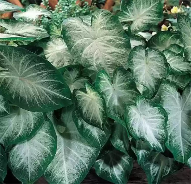 Leaf Caladium Aaron Seeds - Heirloom Ikke-GMO frø til plantning