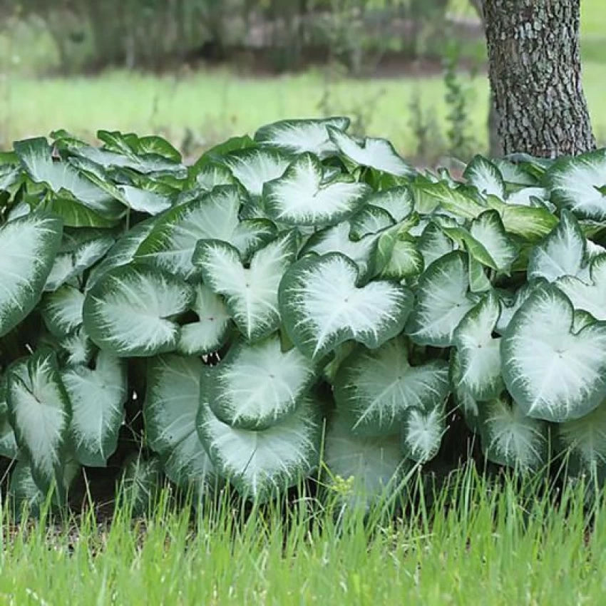 Leaf Caladium Aaron Seeds - Heirloom Non-GMO Seeds for Planting