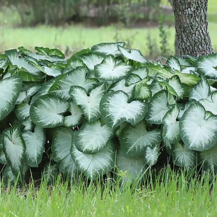 Leaf Caladium Aaron Seeds - Heirloom Ikke-GMO frø til plantning