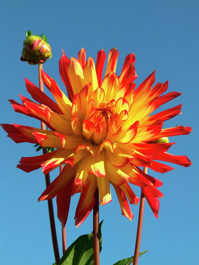 Yellow Red Mix Two Color Dahlia Flower Seeds for Planting 100 pcs