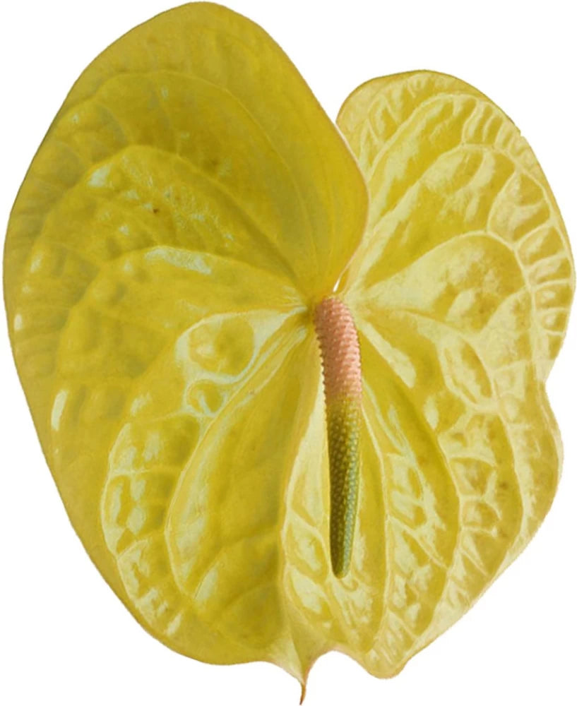 Anthurium blomsterfrø til udplantning, 100 stk