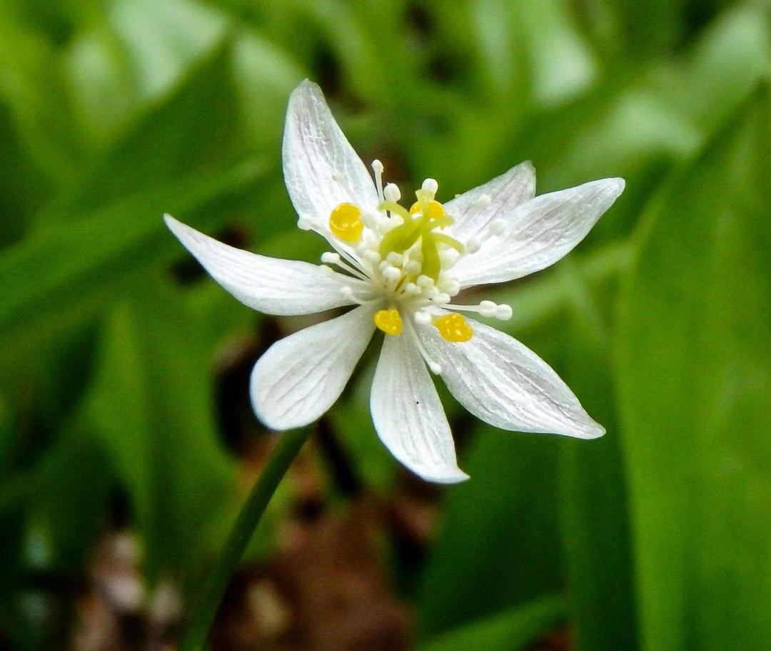 Heirloom Non-GMO Goldthread Flower Seeds for Planting – Bright Yellow Wildflower Seeds | High Germination