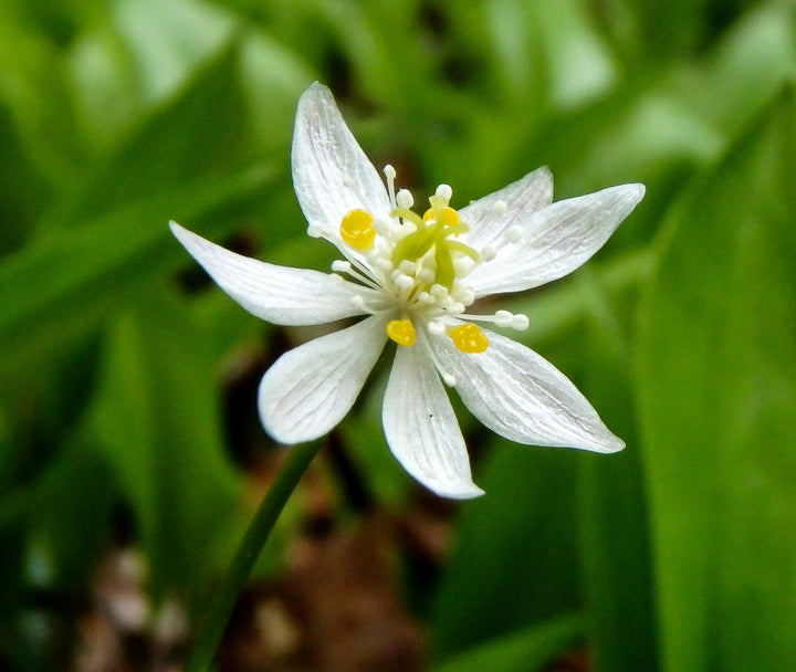 Heirloom Non-GMO Goldthread Flower Seeds for Planting – Bright Yellow Wildflower Seeds | High Germination