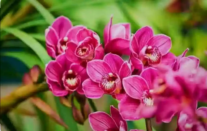 Pink Red Phalaenopsis Orchid Flower Seeds – Heirloom Non-GMO High Germination Organic Garden Seeds for Planting