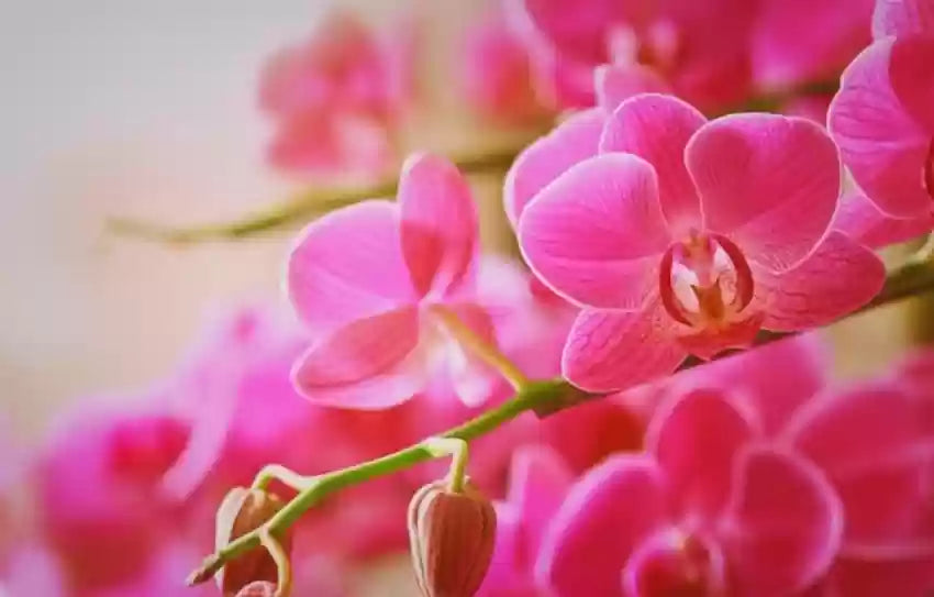 Pale Pink Phalaenopsis Orchid Flower Seeds for Planting 100 pcs