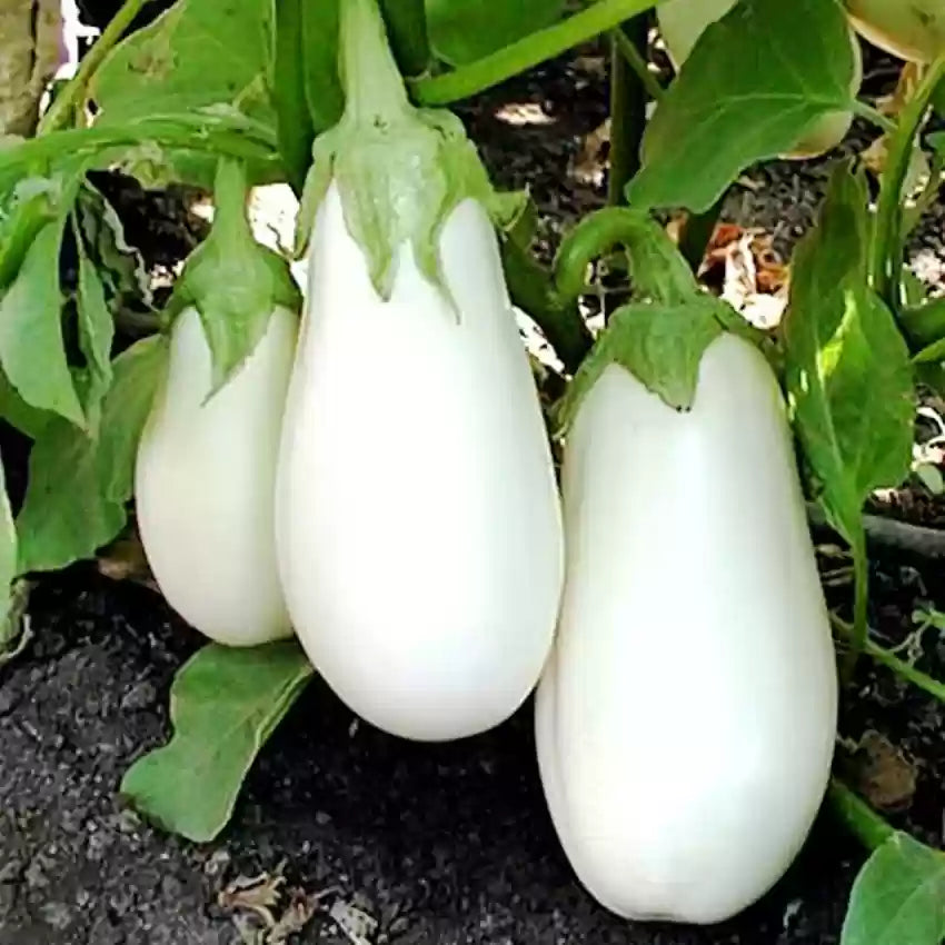 Hvide aubergine grøntsagsfrø til udplantning, 100 stk