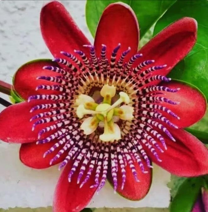 Organic Heirloom Red Passion Flower Seeds – Non-GMO Exotic Climbing Seeds for Planting, High Germination