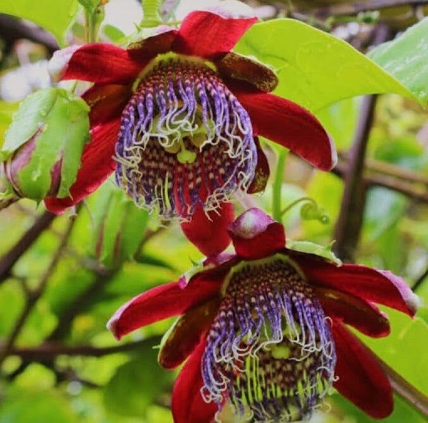 Organic Heirloom Red Passion Flower Seeds – Non-GMO Exotic Climbing Seeds for Planting, High Germination