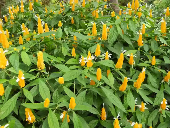 Pachystachys Lutea Plantefrø til udplantning, 100 stk