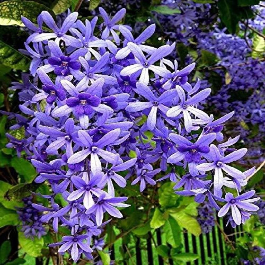 Purple Ivy Plant Seeds for Planting - 100 pcs