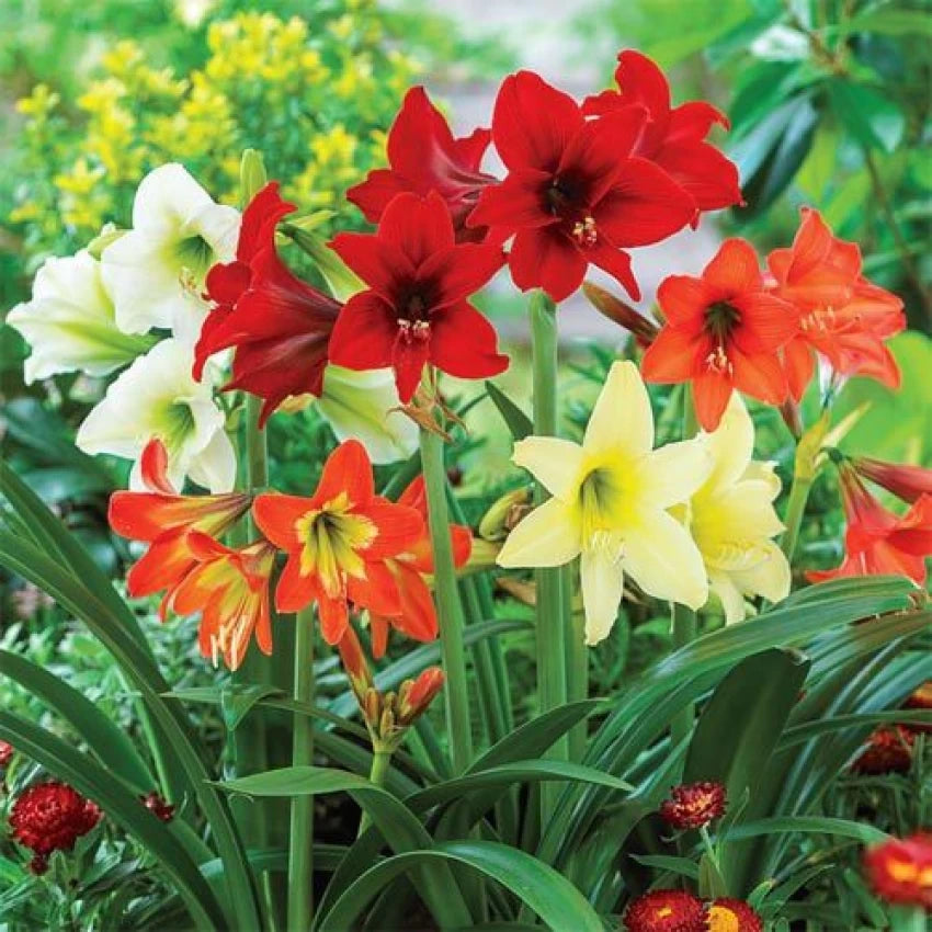 Hippeastrum Flower Seeds for Planting, Green Red, 100 pcs