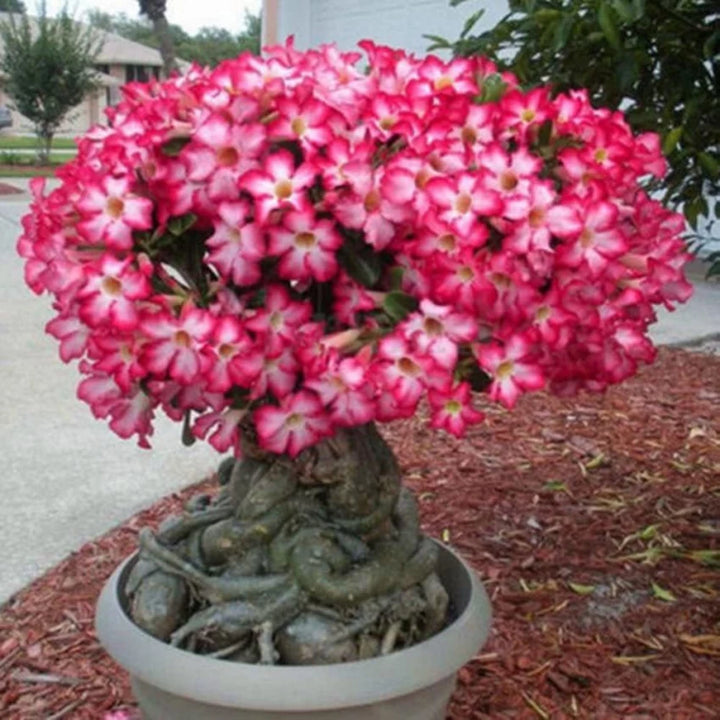 Adenium Obesum Flower Seeds for Planting, Burgundy, 100 pcs