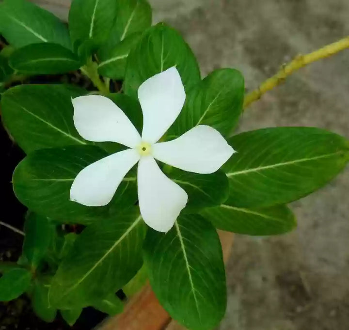 Periwinkle Vinca Hvide Blomsterfrø til Plantning 100 stk