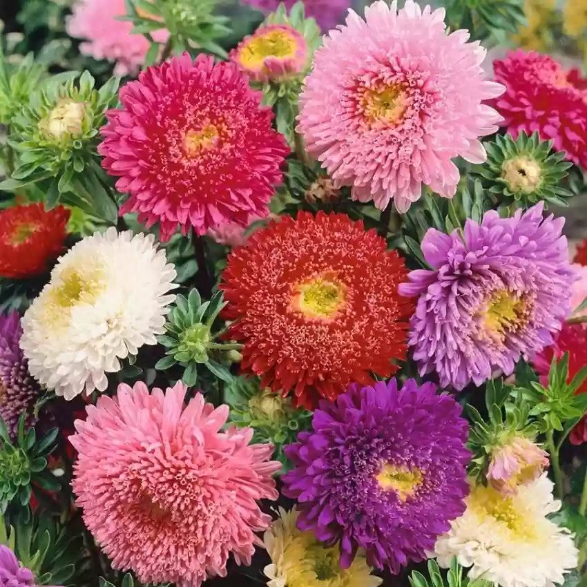 Mixed Crego Flower Seeds for Planting - 100 Pcs