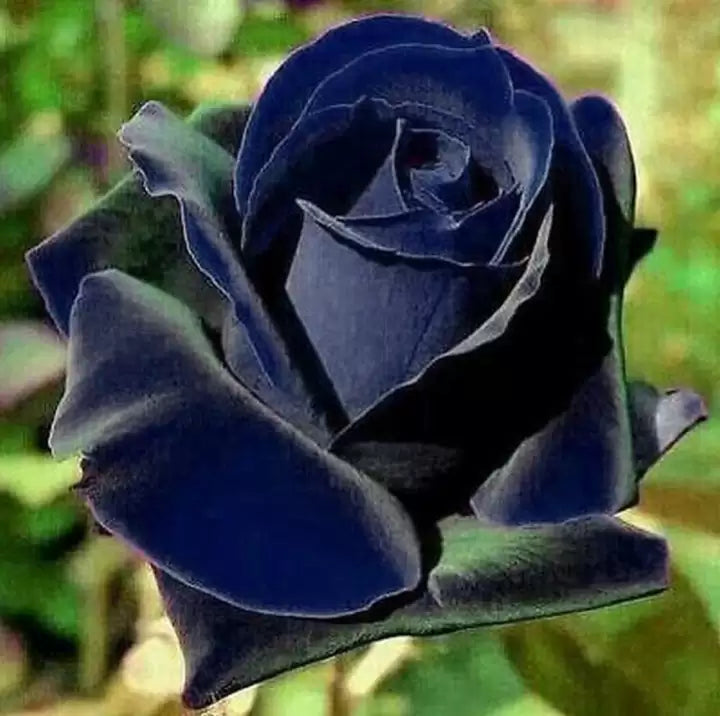 Rose Flower Seeds for Planting Blue Gray 100 pcs