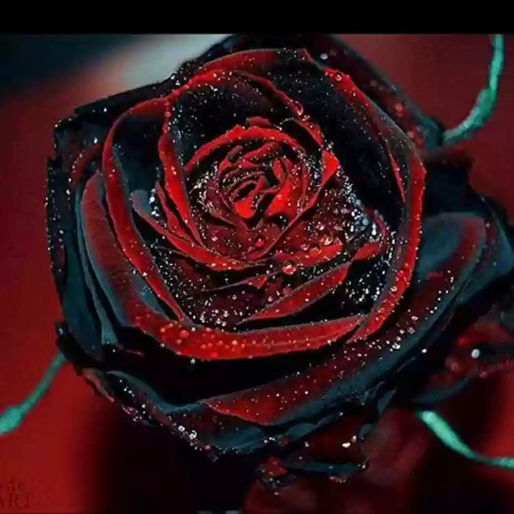 Black Red Rose Flower Seeds - 100 pcs