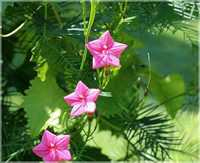 Pink Vinca Art Cypress Seeds or Creeper Flower Seeds for Planting - 100 pcs