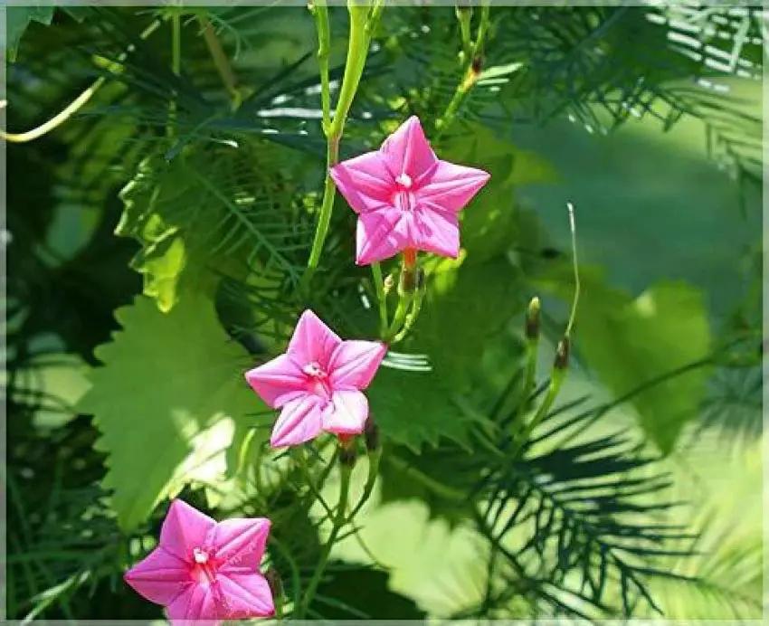 pink vinca flower seeds