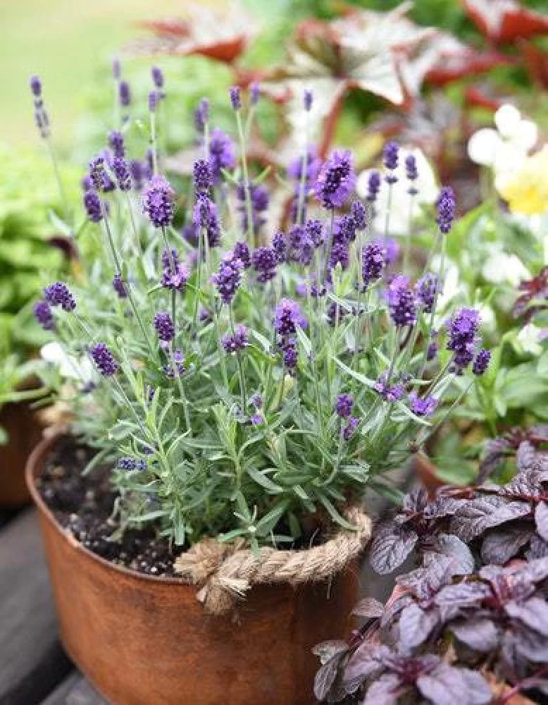 Provence lavendel blomsterfrø til plantning