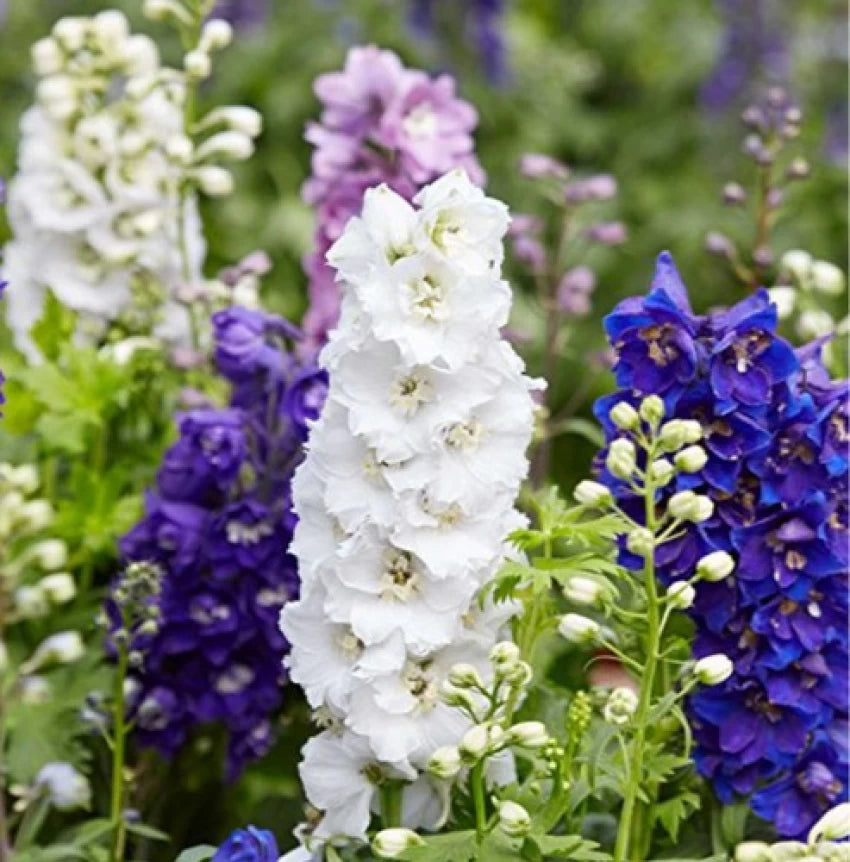 Larkspur Flower Seeds for Planting, 100 pcs